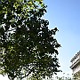 DSC 4736